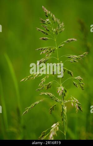 Poa pratensis erba liscia, primo piano, messa a fuoco selettiva con bokeh sfondo verde scuro Kentucky Bluegrass erba blu comune prato-erba Foto Stock