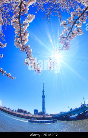 Ciliegio Yoshino, Tokyo Skytree, fiume Sumida e crociera di piacere Foto Stock