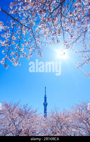 Ciliegio di Yoshino, Tokyo Skytree e luce del sole Foto Stock