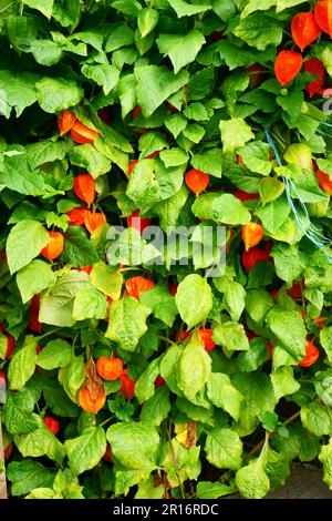 Physalis peruviana pianta come sfondo naturale piacevole Foto Stock