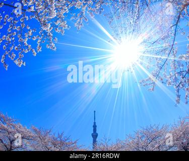 Ciliegio di Yoshino, Tokyo Skytree e luce del sole Foto Stock