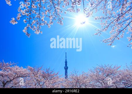 Ciliegio di Yoshino, Tokyo Skytree e luce del sole Foto Stock