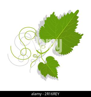 Foglie di uva verde con tendri ramificati. Vinificazione, giardinaggio e agricoltura. Vettore cartoon isolato su bianco Illustrazione Vettoriale