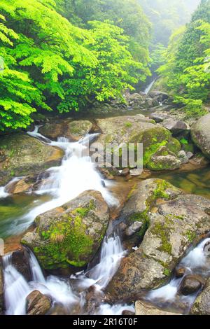 Verde fresco Shiratani Unsuikyo e Shirotae Waterfall Foto Stock