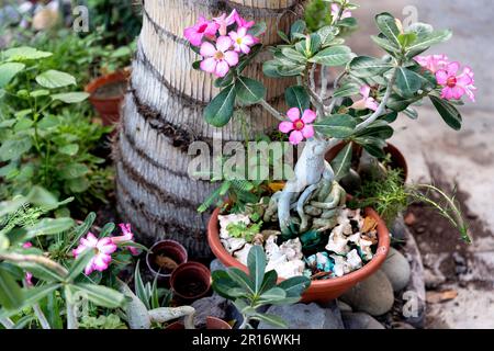 Pianta di rosa del deserto in una pentola in giardino, Santo Antao, Cabo Verde, Africa Foto Stock