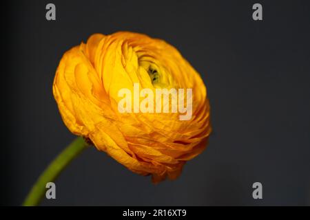 Ranuncolo persiano. Fiore giallo su sfondo grigio.Copia spazio per testo. Messa a fuoco selettiva. Foto Stock