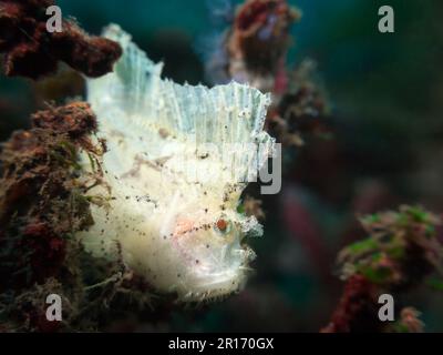 Scorfano foglia (Taenianotus triacanthus), la variante bianca, con la pinna dorsale incurvata. Foto Stock