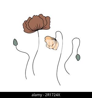 Illustrazioni di fiori di papavero disegnati a mano set isolato su sfondo bianco Illustrazione Vettoriale