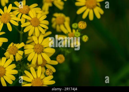 Senecio squalidus Fiori gialli di Oxford ragwort, vista panoramica, Jacobaea vulgaris. Intestazione floreale daisy famiglia Asteraceae fioritura testo spazio copia Foto Stock