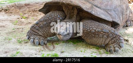 Aldabra tartaruga gigante in primo piano. Foto Stock