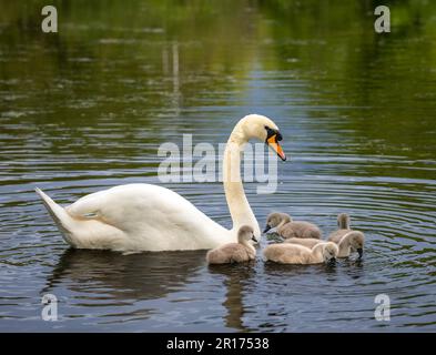 Un cigno muto, (Cygnus olor), tende la sua covata di 5 cigneti Foto Stock