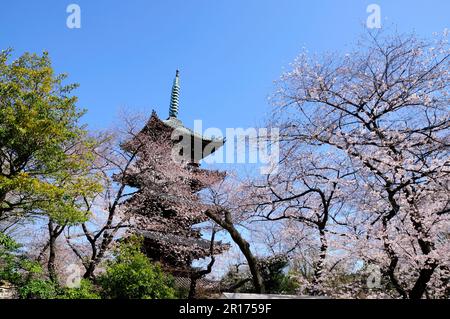 Fioritura dei ciliegi nel Parco Ueno Foto Stock