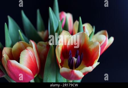 Fiori di tulipano colorati in fiore con petali rossi e gialli e stampini viola su sfondo nero Foto Stock