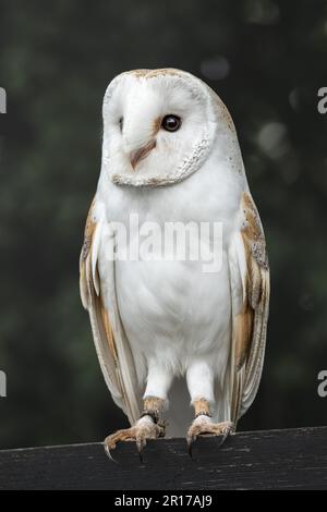 Un maestoso gufo di fienile (Tyto alba) arroccato su un ramo di albero Foto Stock