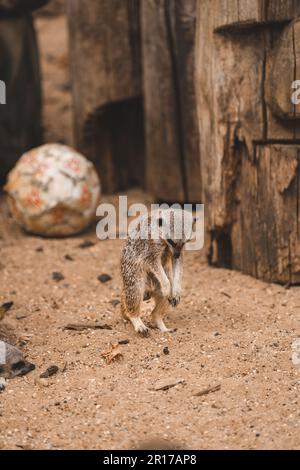 Un adorabile piccolo meerkat (Suricata suricatta) su una zona sabbiosa Foto Stock