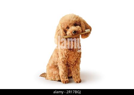 Toy Poodle con spazzolino seduto su sfondo bianco - concetto di cura dentale del cane Foto Stock