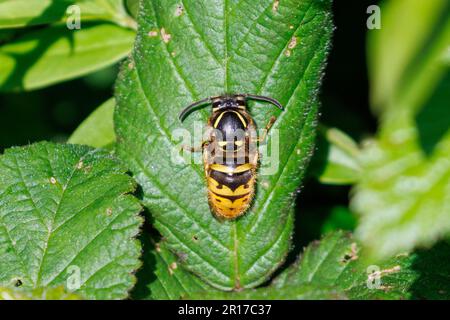 Vespa comune - Vespula vulgaris che riposa su una foglia. Sussex, Regno Unito Foto Stock