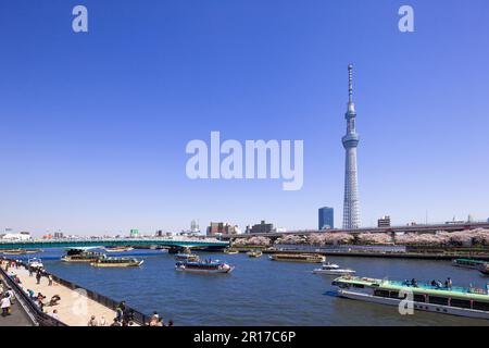 Sumidagawa River, Sumida Park fiorisce alberi di ciliegio e Tokyo Sky Tree Foto Stock