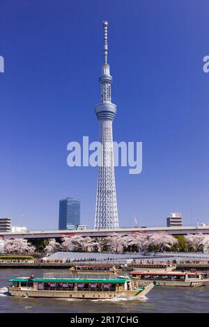 Sumidagawa River, Sumida Park fiorisce alberi di ciliegio e Tokyo Sky Tree Foto Stock