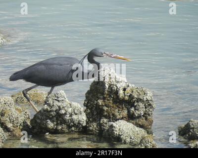 Qatar, Doha: Egret (Egretta sacra). Foto Stock