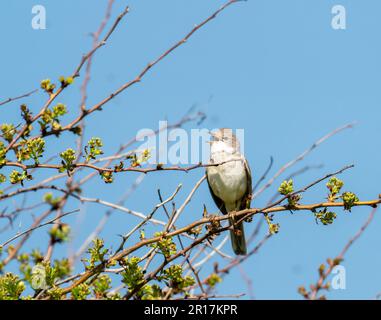 Un comune Whitehoing, Sylvia communis a West Runton, Norfolk, Regno Unito. Foto Stock