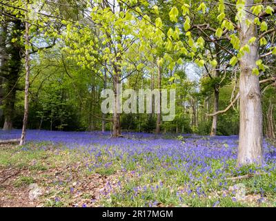 Bluebells nei terreni di Blickling Hall vicino Aylesham, norfolk, Regno Unito. Foto Stock