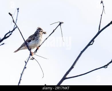 A Woodlark, Lullula arborea su Kelling Heath nel Nord Norfolk, Regno Unito. Foto Stock