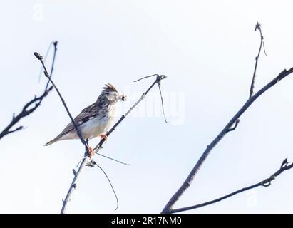 A Woodlark, Lullula arborea su Kelling Heath nel Nord Norfolk, Regno Unito. Foto Stock