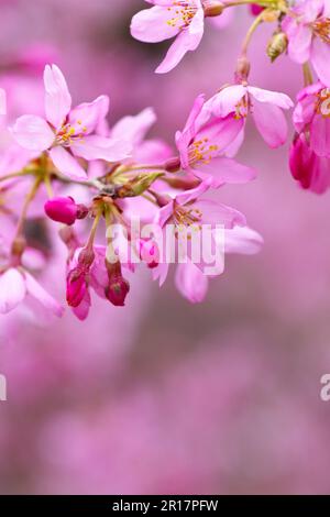 Piangenti alberi di ciliegio del parco di Hitsujiyama Foto Stock