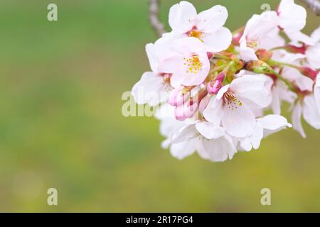 Fiore di ciliegi del parco di Hitsujiyama Foto Stock