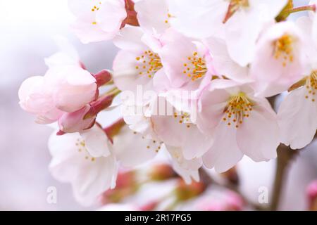 Fiore di ciliegi del parco di Hitsujiyama Foto Stock