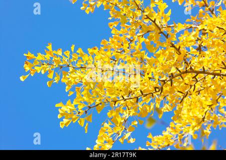 Giallo di foglie di ginkgo Foto Stock