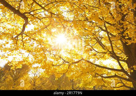 Luce del sole attraverso le foglie gialle di ginkgo Foto Stock