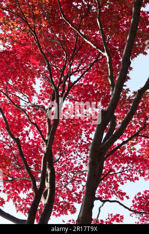 Maple Foglie di autunno Foto Stock