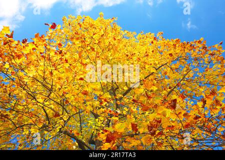 Il fogliame autunnale di Liriodendron tulipifera Foto Stock