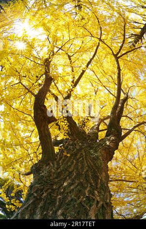 Luce del sole attraverso le foglie gialle di ginkgo Foto Stock