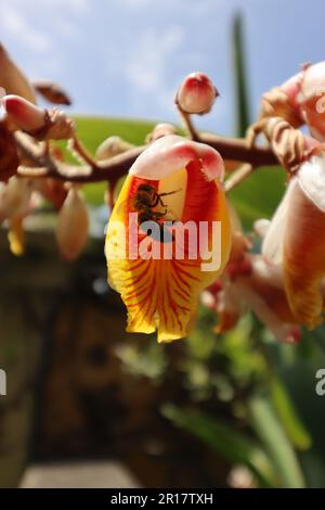 Ape all'interno di un fiore dello zenzero guscio (Alpinia zerumbet) primo piano Foto Stock