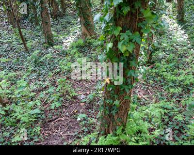 Il caos naturale, l'intimo bosco inglese mostra motivi e texture nell'ambiente Foto Stock