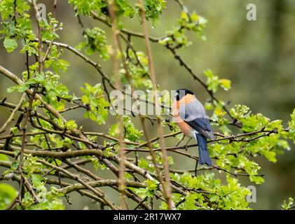 Un maschio Bullfinch, Pyrhula pirrhula a Leighton Moss, Silverdale, Lancashire, UK. Foto Stock