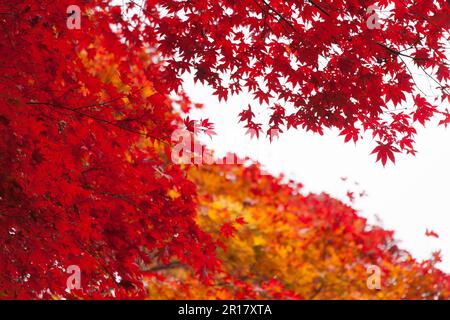 Fogliame autunnale del tempio di Kiyomizudera Foto Stock