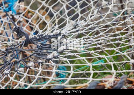 Particolare della lavorazione del ropework su una pentola di aragosta del pescatore, sulla riva a Teignmouth, Devon, Gran Bretagna. Foto Stock