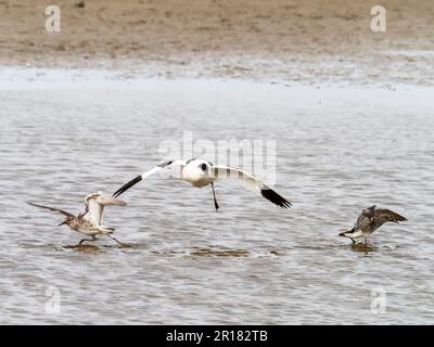 Ruff, Calidris pugnax e Pied Avocet, Recurvirostra avosetta, sulla riserva naturale di Cley accanto al mare, Norfolk, Regno Unito. Foto Stock