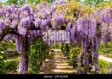 Fiori di vite selvatiche in viola e in grappoli lunghi al sole Foto Stock