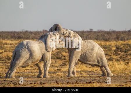 2 elefanti africani, tori combattono nella savana. Vista laterale dei corpi completi. Testa a testa. Parco nazionale di Etosha, Namibia, Africa Foto Stock