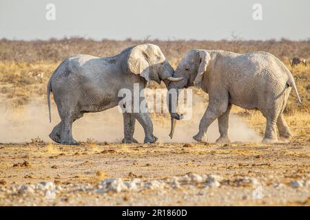 2 Elefanti africani, tori combattono nella savana. Vista laterale dei corpi completi. Testa su testa. Parco Nazionale di Etosha, Namibia, Africa Foto Stock