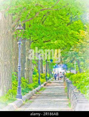 Lampade a gas e file di alberi di ginkgo lungo Yamashita Park Avenue Foto Stock