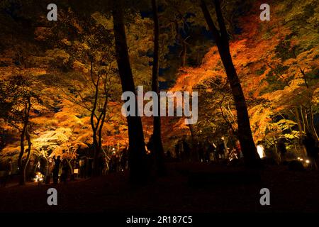 Illuminato Nagatoro momiji parco in autunno Foto Stock