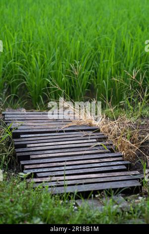 Una piccola traversata in legno dal risone all'altro lato. Foto Stock