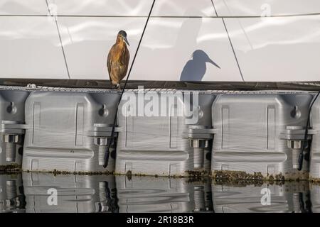 Maturo Heron striato e la sua ombra distintiva ruggire su un pontone che si prepara a caccia di nuovo per piccoli pesci in un canale a Rabi Bay, QLD, Australia. Foto Stock