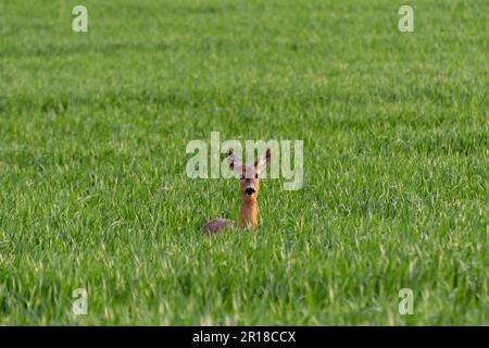 Capriolo aggraziato in habitat naturale: Foto mozzafiato della fauna selvatica che cattura un capriolo femmina in un lussureggiante campo d'erba, spargendo la sua pelliccia. Foto Stock